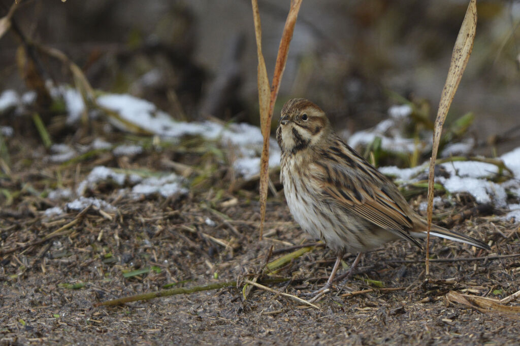 Common Reed Bunting