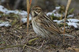 Common Reed Bunting