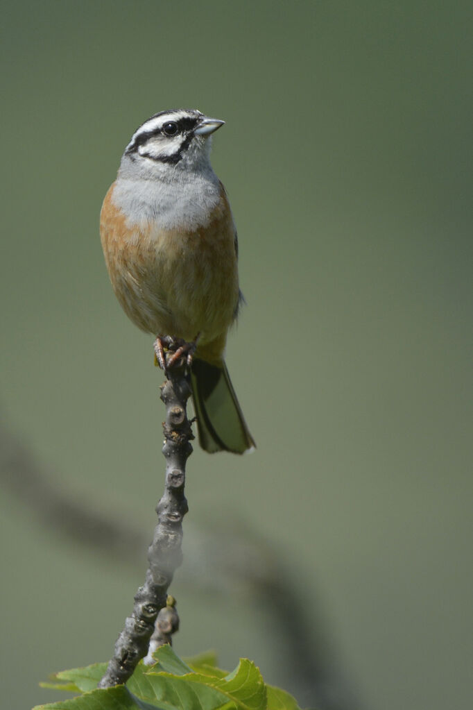 Rock Bunting