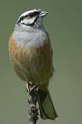 Rock Bunting