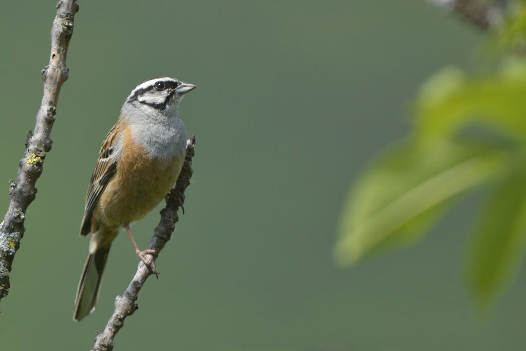 Bruant fou mâle adulte, identification