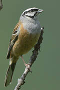 Rock Bunting