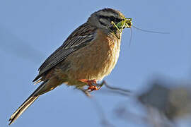 Rock Bunting