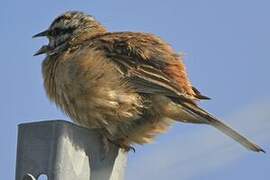 Rock Bunting