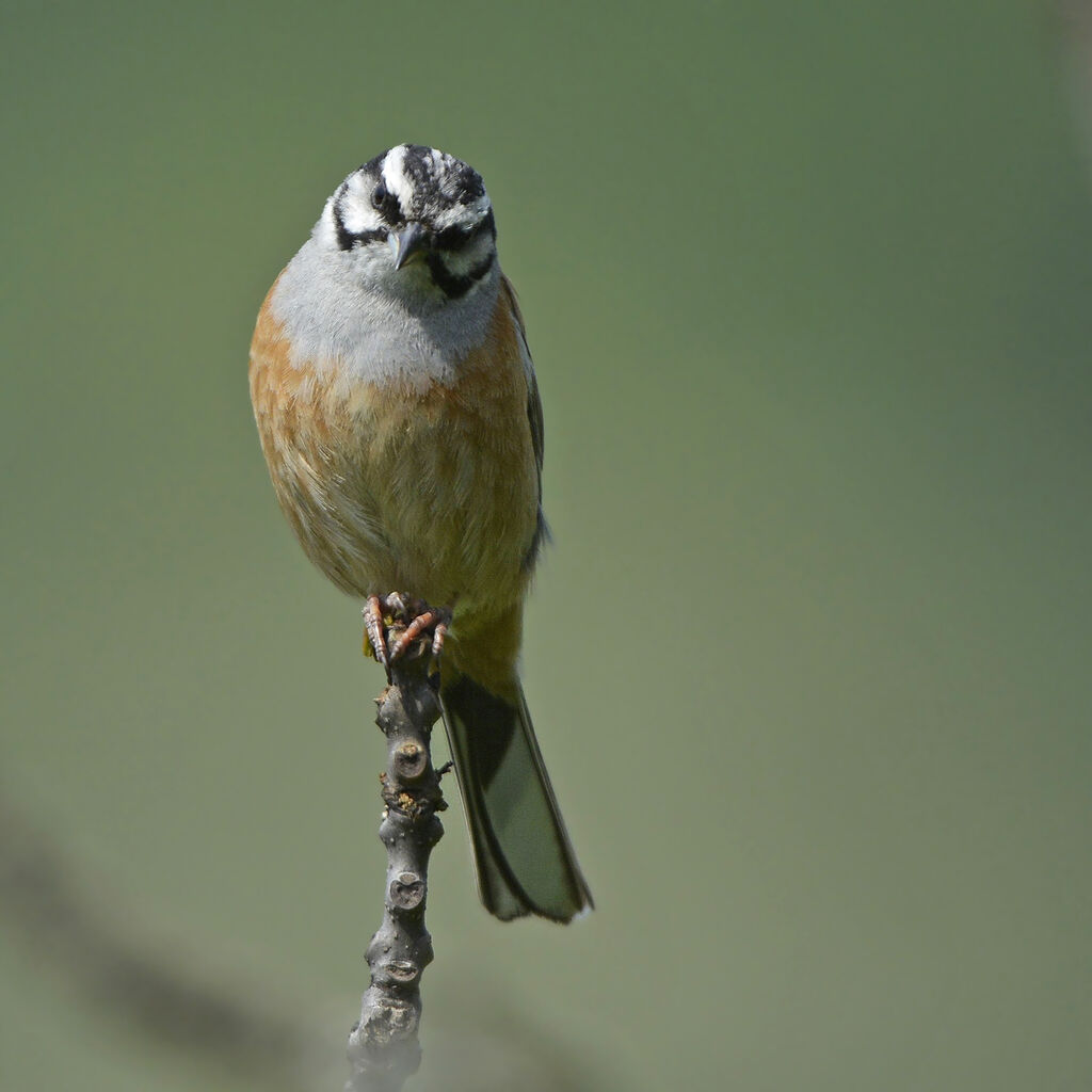 Rock Bunting male adult breeding, identification