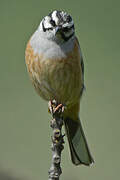 Rock Bunting