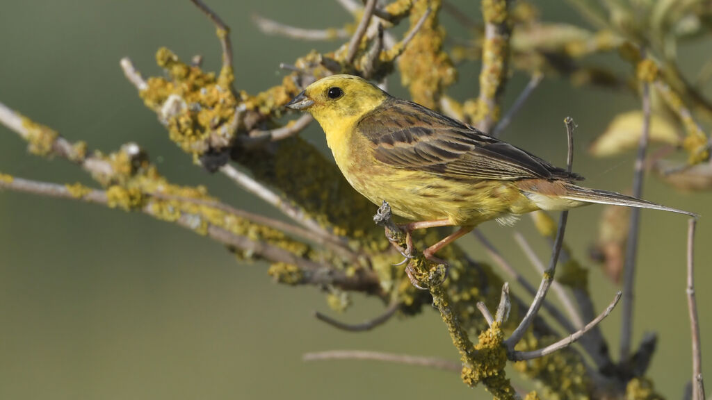 Yellowhammeradult, identification