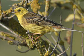 Yellowhammer