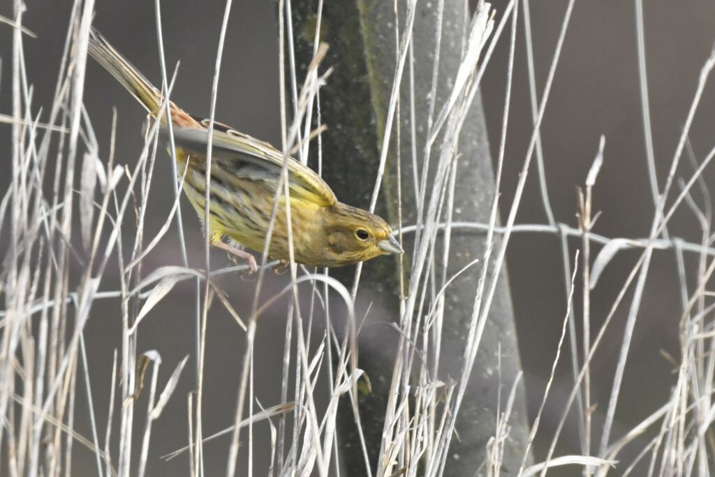 Bruant jaune femelle adulte, identification