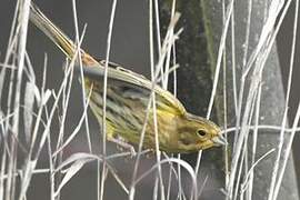 Yellowhammer