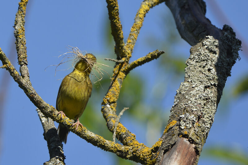 Yellowhammer female adult, Reproduction-nesting