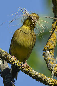 Bruant jaune