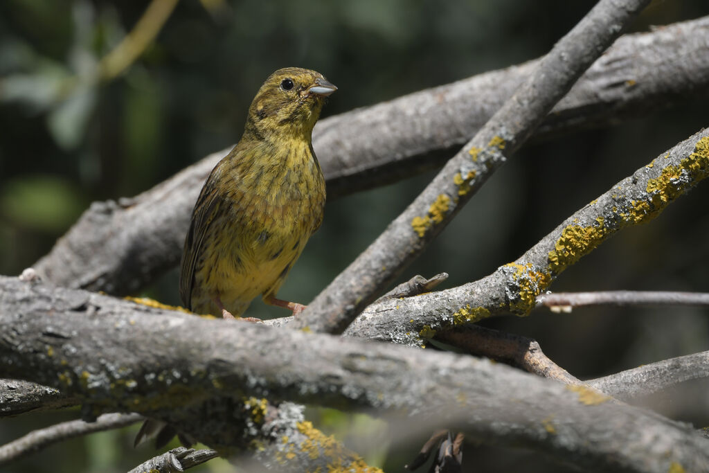 Bruant jaune femelle adulte nuptial, identification