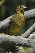 Yellowhammer