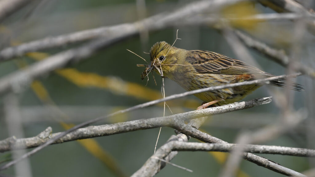 Yellowhammer female adult breeding, Reproduction-nesting