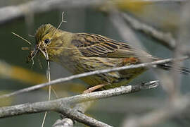 Yellowhammer