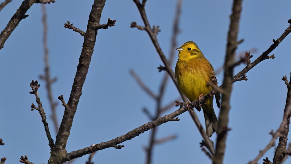 Yellowhammer male adult breeding, identification