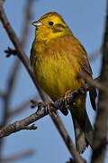 Yellowhammer