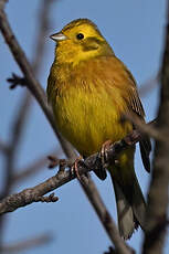 Bruant jaune