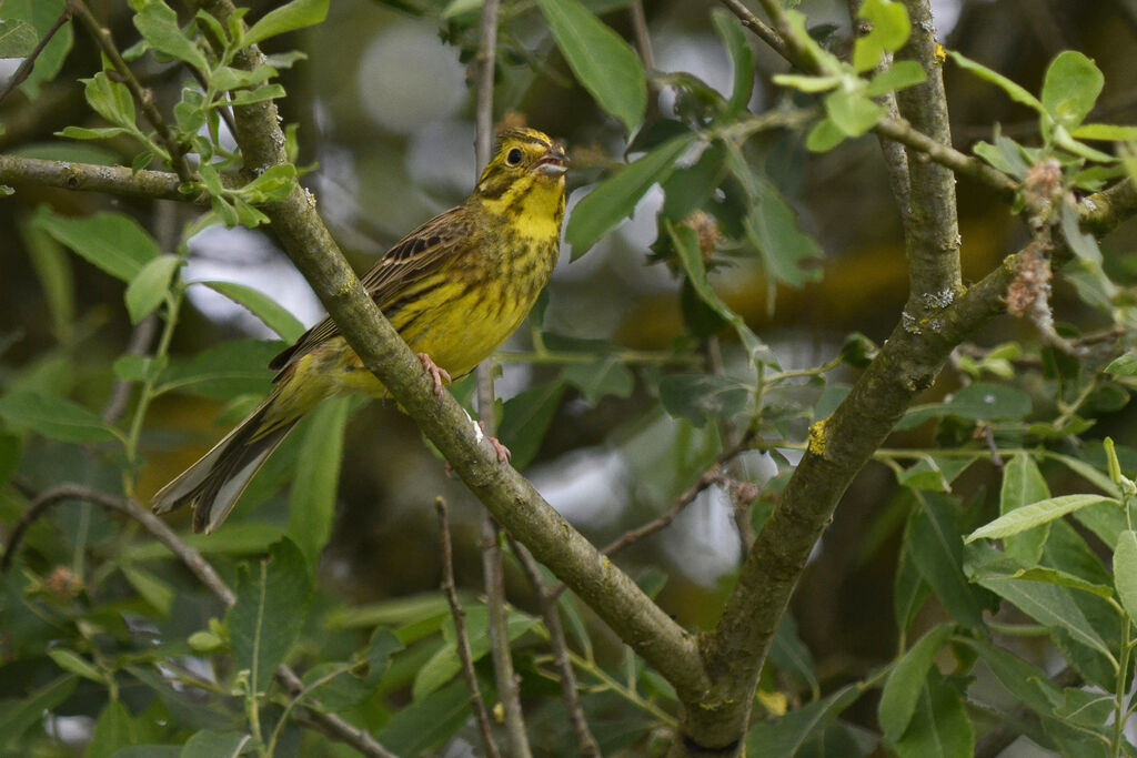 Bruant jaune mâle adulte nuptial