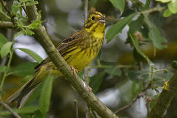 Bruant jaune