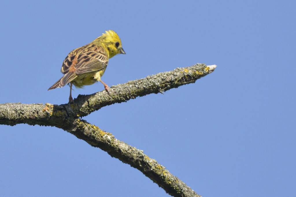 Bruant jaune mâle adulte nuptial, identification