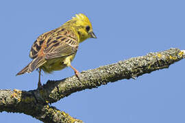 Yellowhammer