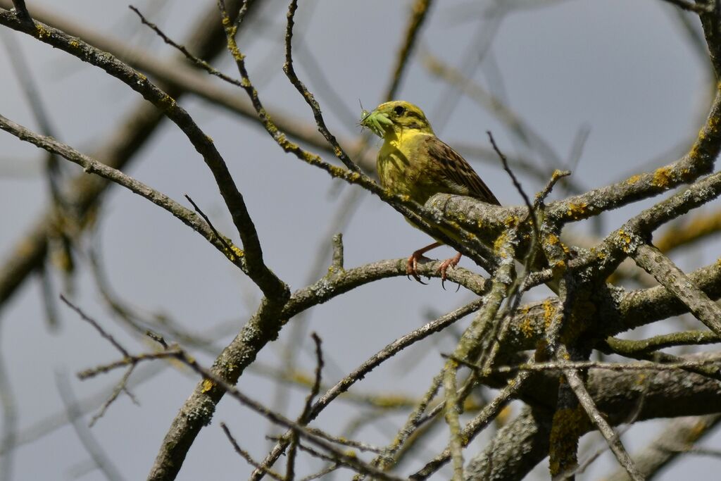 Bruant jaune mâle adulte nuptial, identification, régime