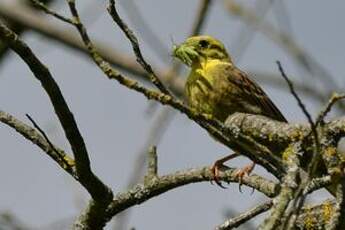 Bruant jaune