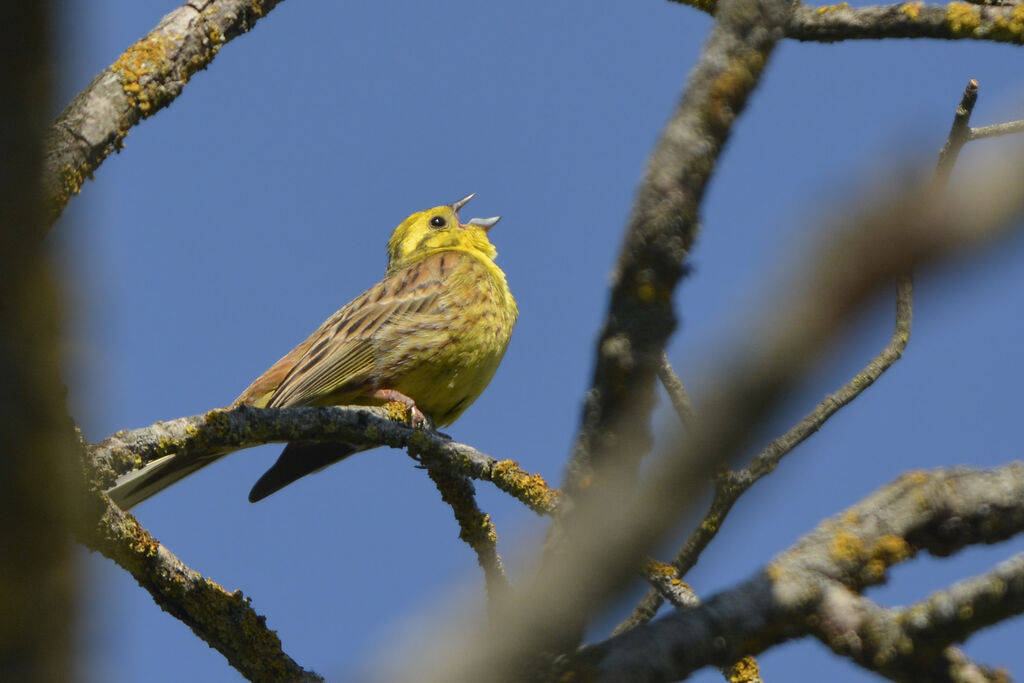 Yellowhammer male adult breeding, identification, song