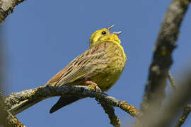 Yellowhammer