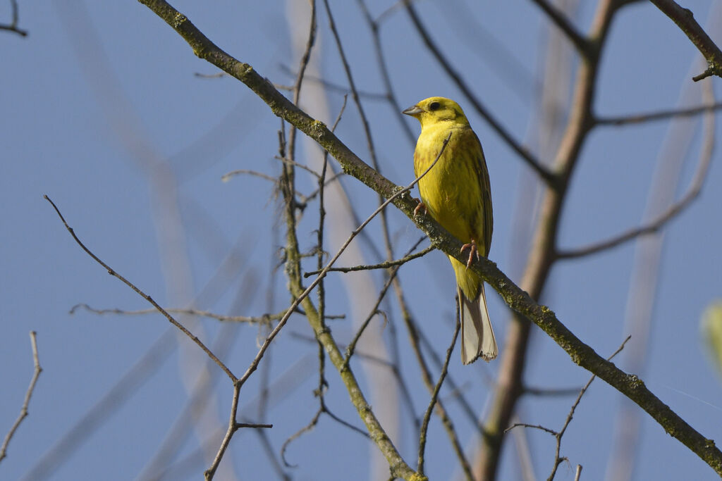 Bruant jaune mâle adulte nuptial, identification