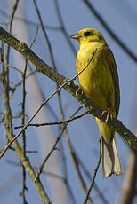 Bruant jaune