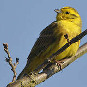 Yellowhammer