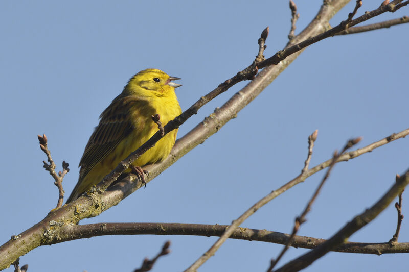 Yellowhammer male adult, song