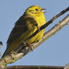 Bruant jaune