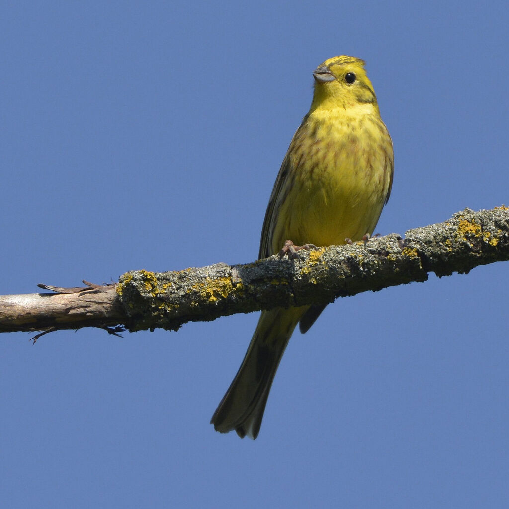 Yellowhammer male adult, identification