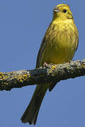 Yellowhammer