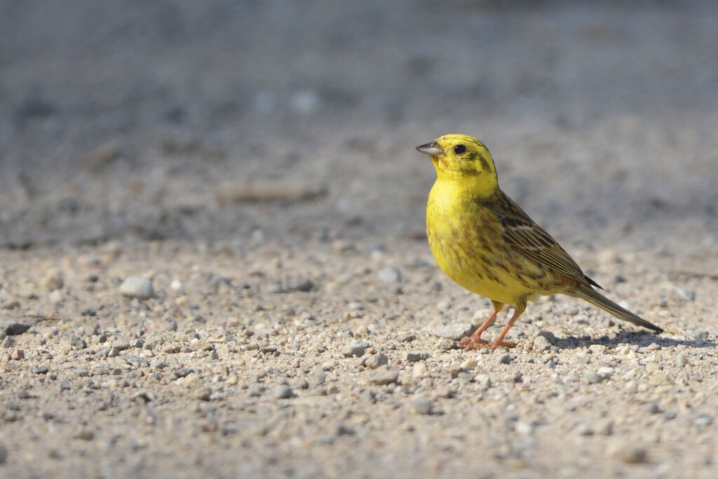 Bruant jaune mâle adulte, identification