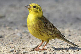 Yellowhammer