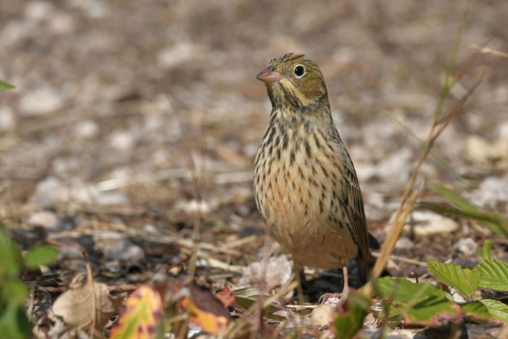 Bruant ortolanjuvénile, identification