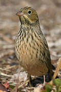 Ortolan Bunting