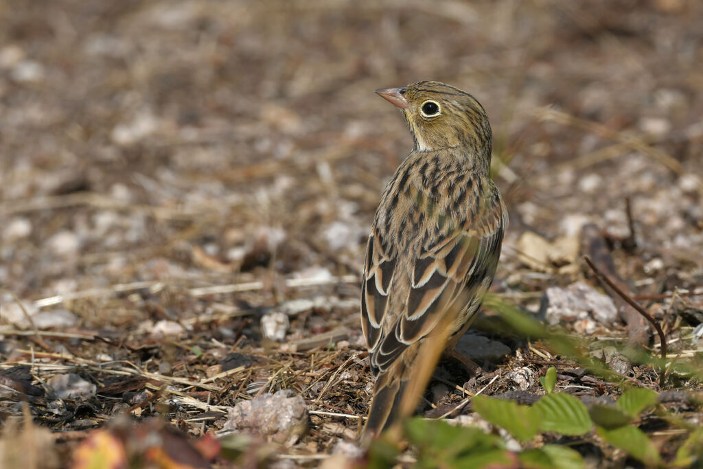 Bruant ortolan1ère année, identification