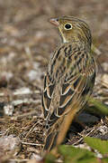 Ortolan Bunting