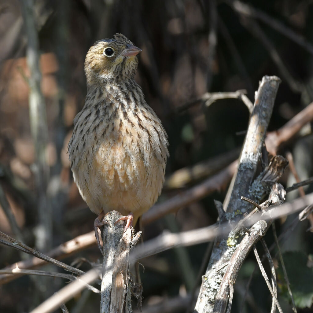 Ortolan Buntingjuvenile, identification