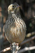 Ortolan Bunting