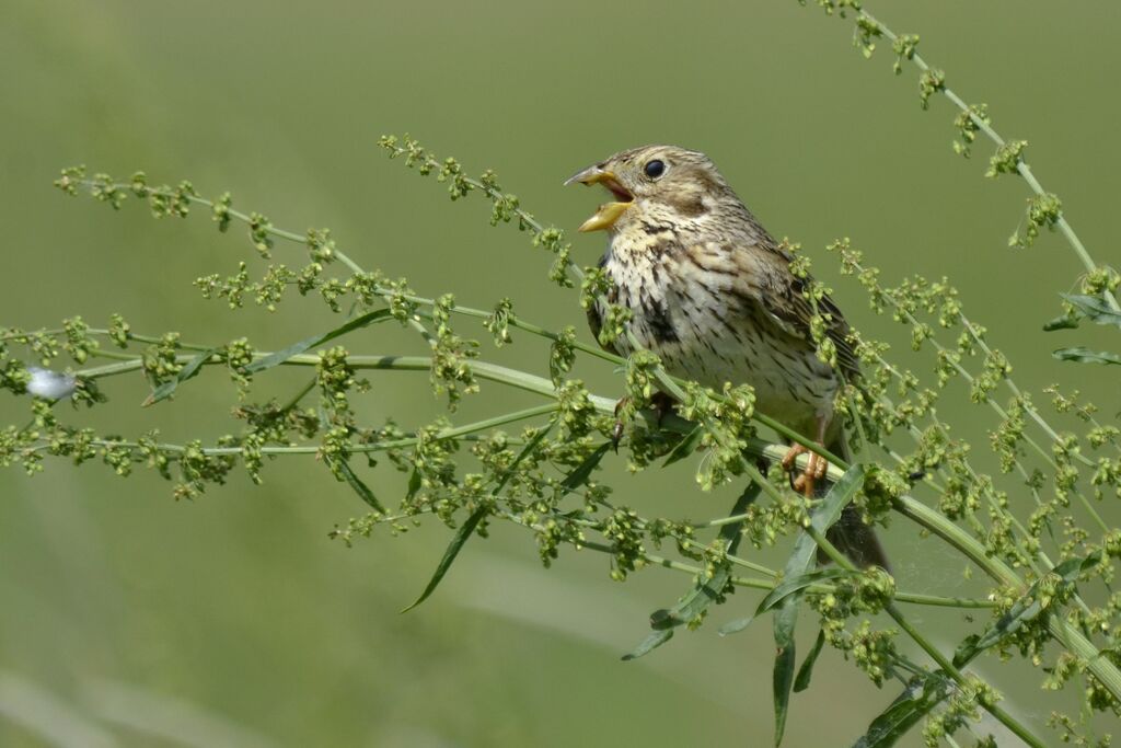 Corn Bunting, identification