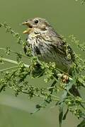 Corn Bunting