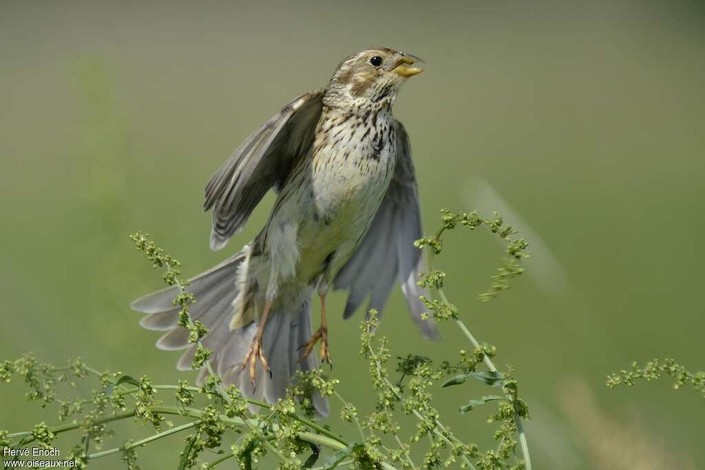 Corn Buntingadult, aspect, Flight