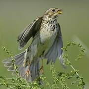 Corn Bunting